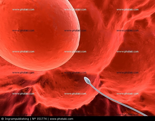 immagini delle cellule